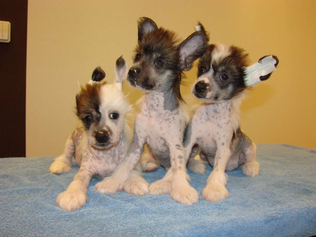 Метис Йорка и спаниеля