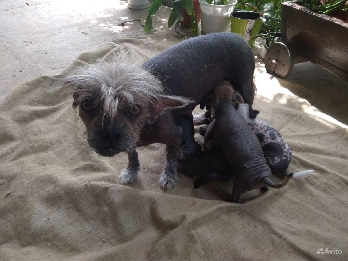 Китайская хохлатая и пудель