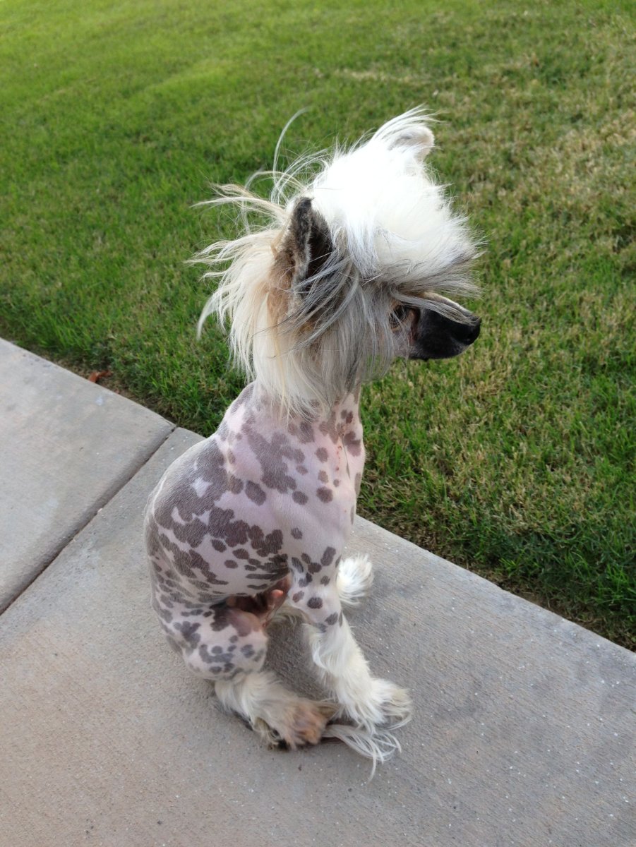 Метисы китайской хохлатой собаки