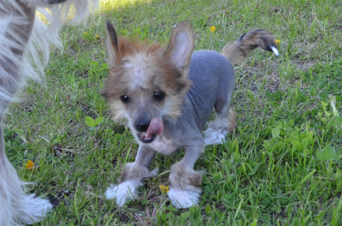 Китайская хохлатая темная