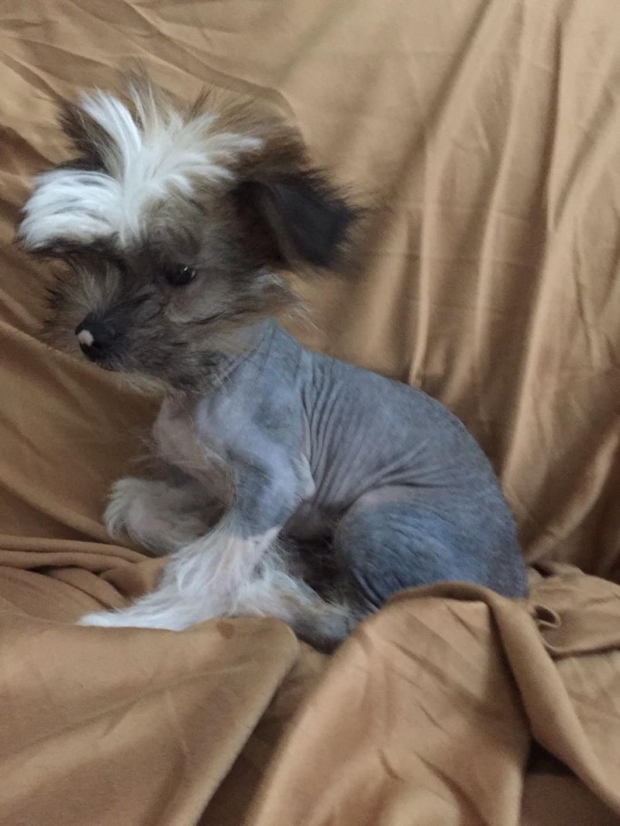 Метис чихуахуа и китайской хохлатой