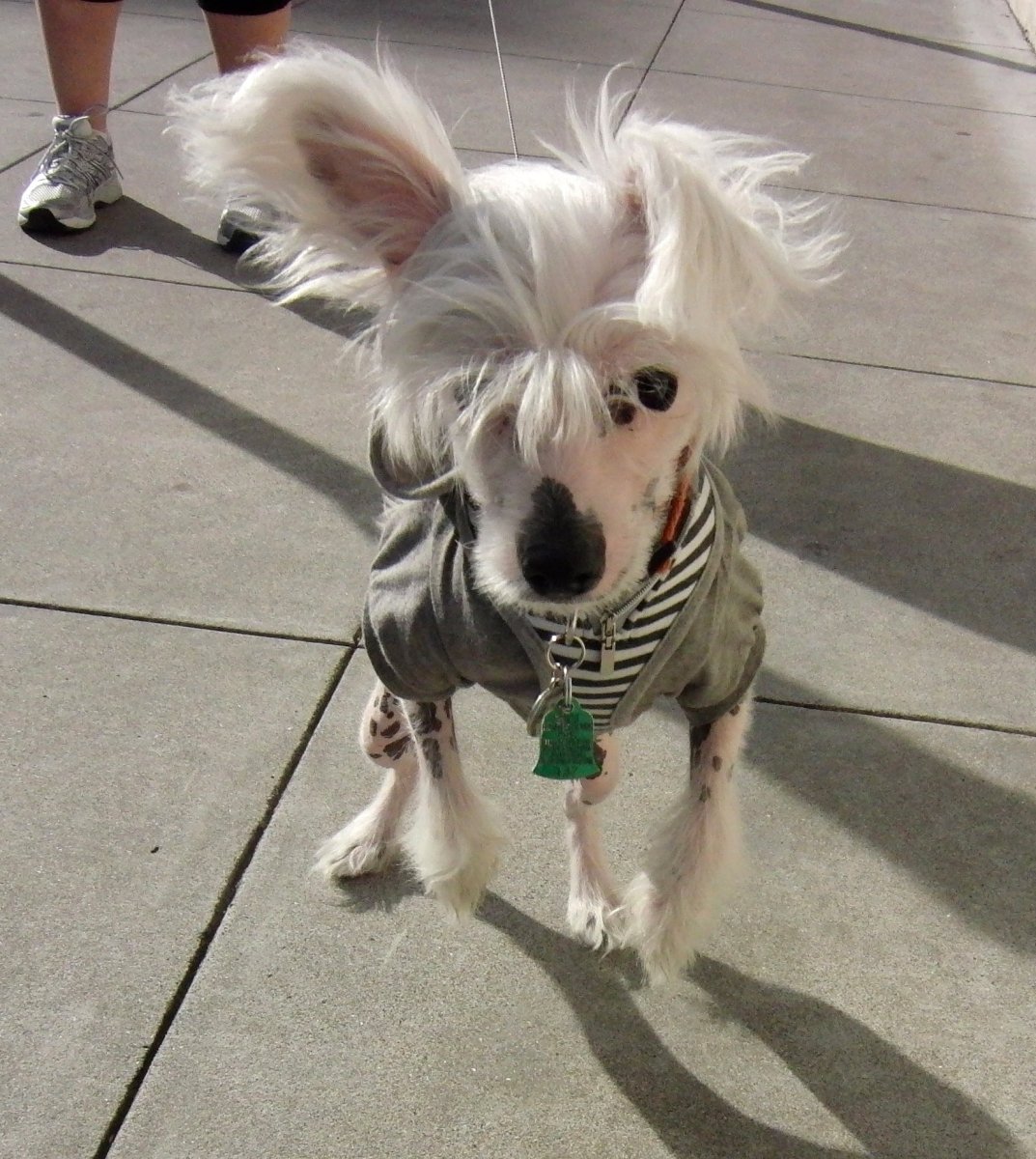 Метис китайской хохлатой