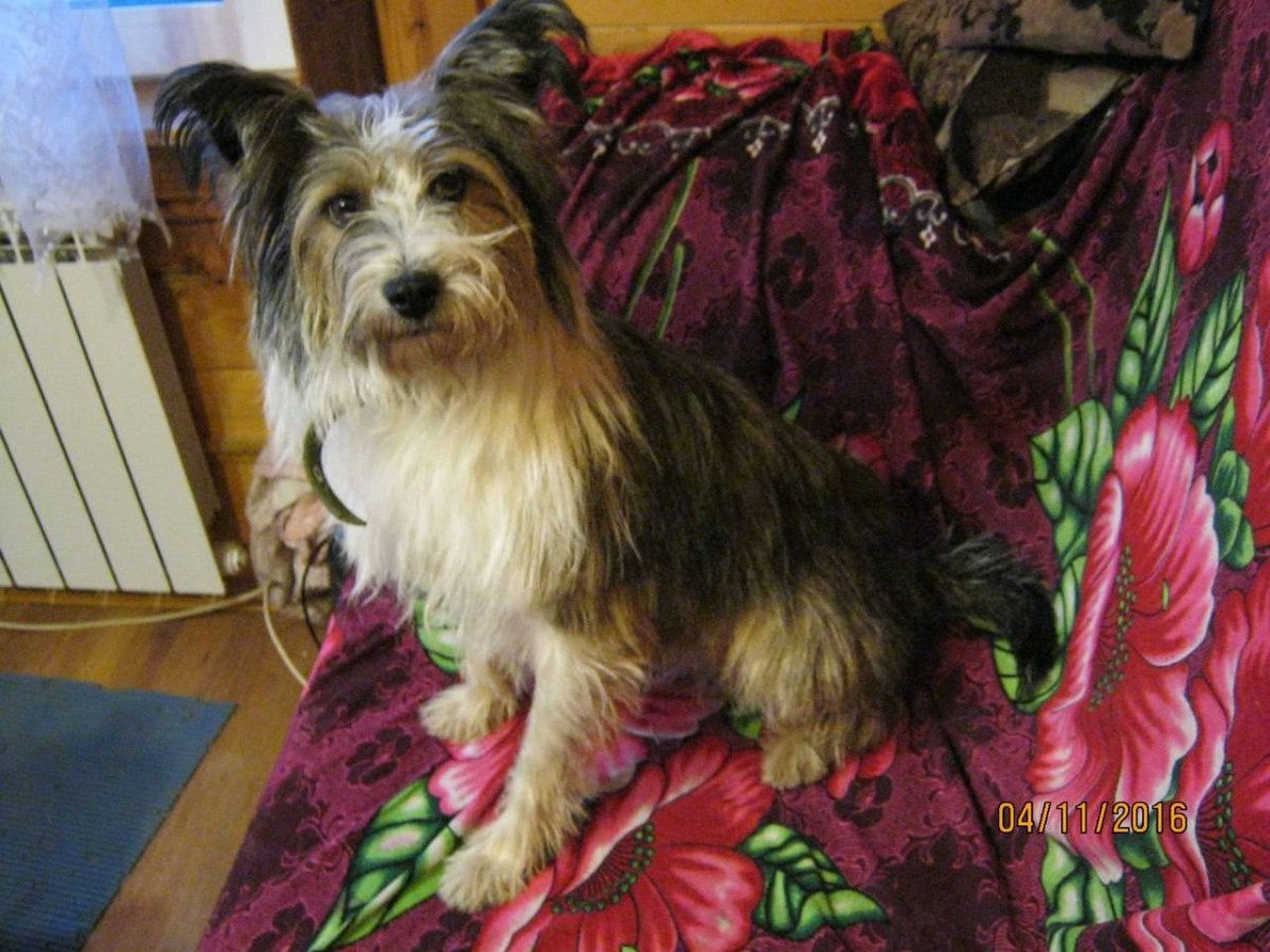 Помесь Йорка и таксы