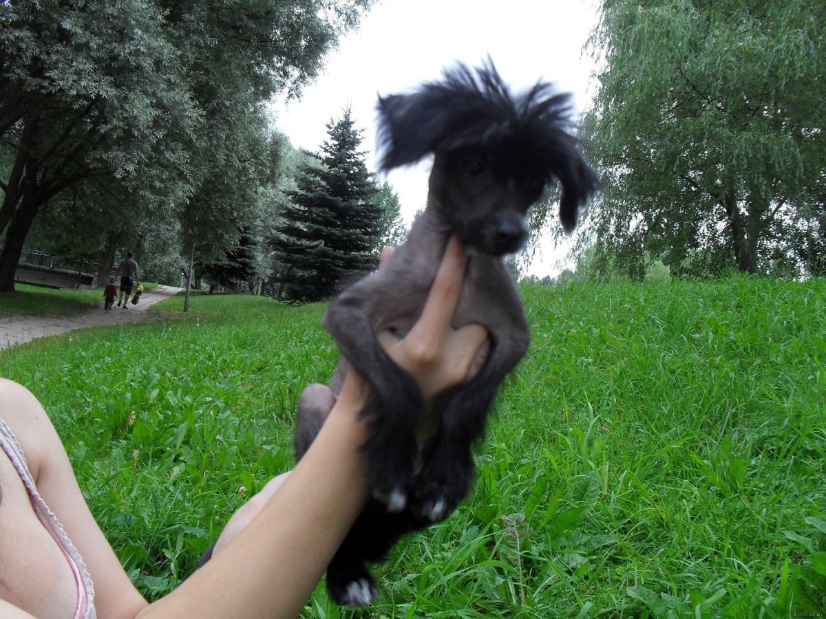 Метис китайской хохлатой и пинчера