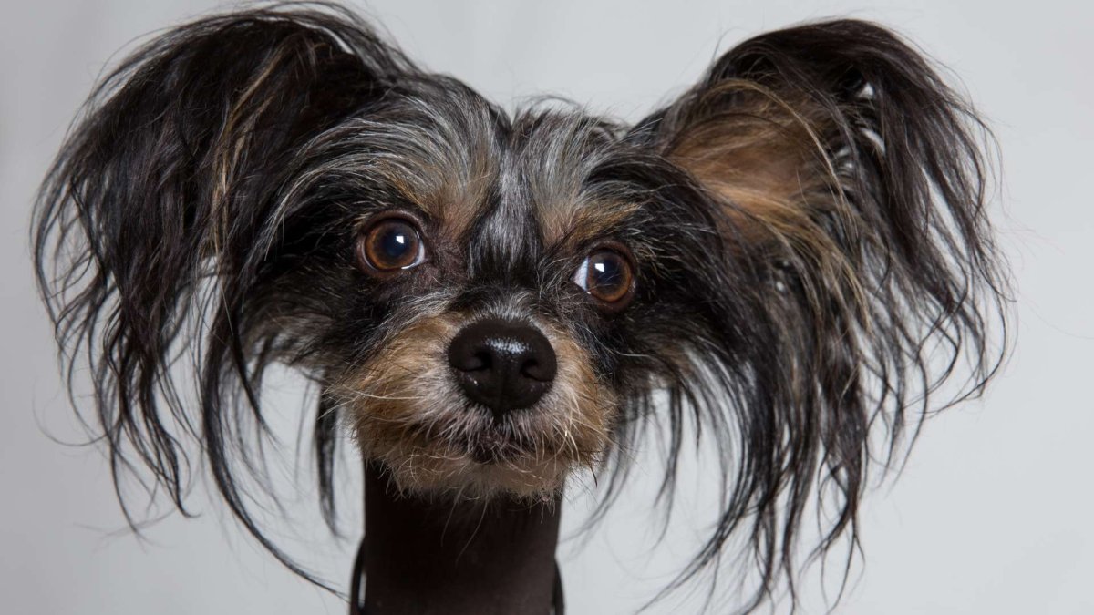 Метис китайской хохлатой