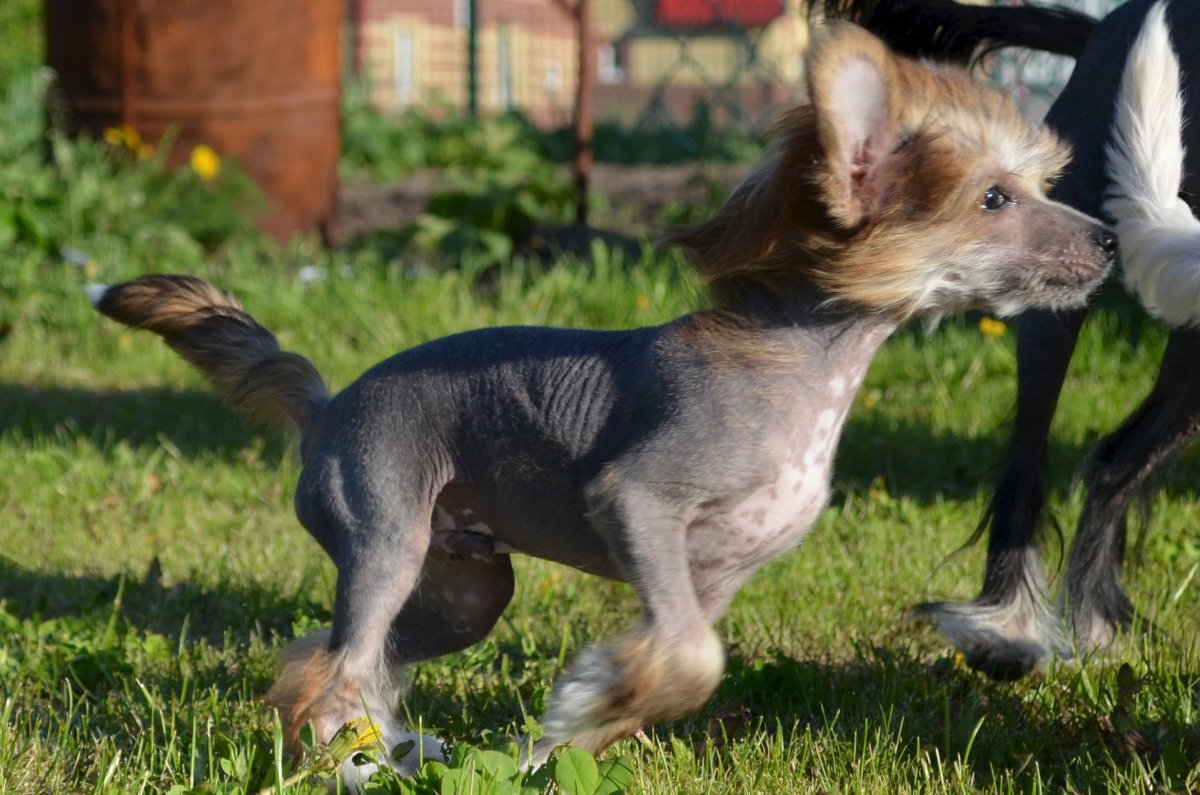 Метис китайской хохлатой