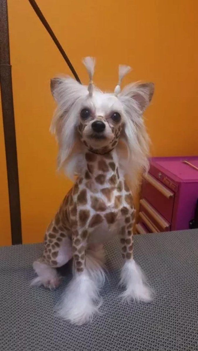 Метис чихуахуа и китайской хохлатой