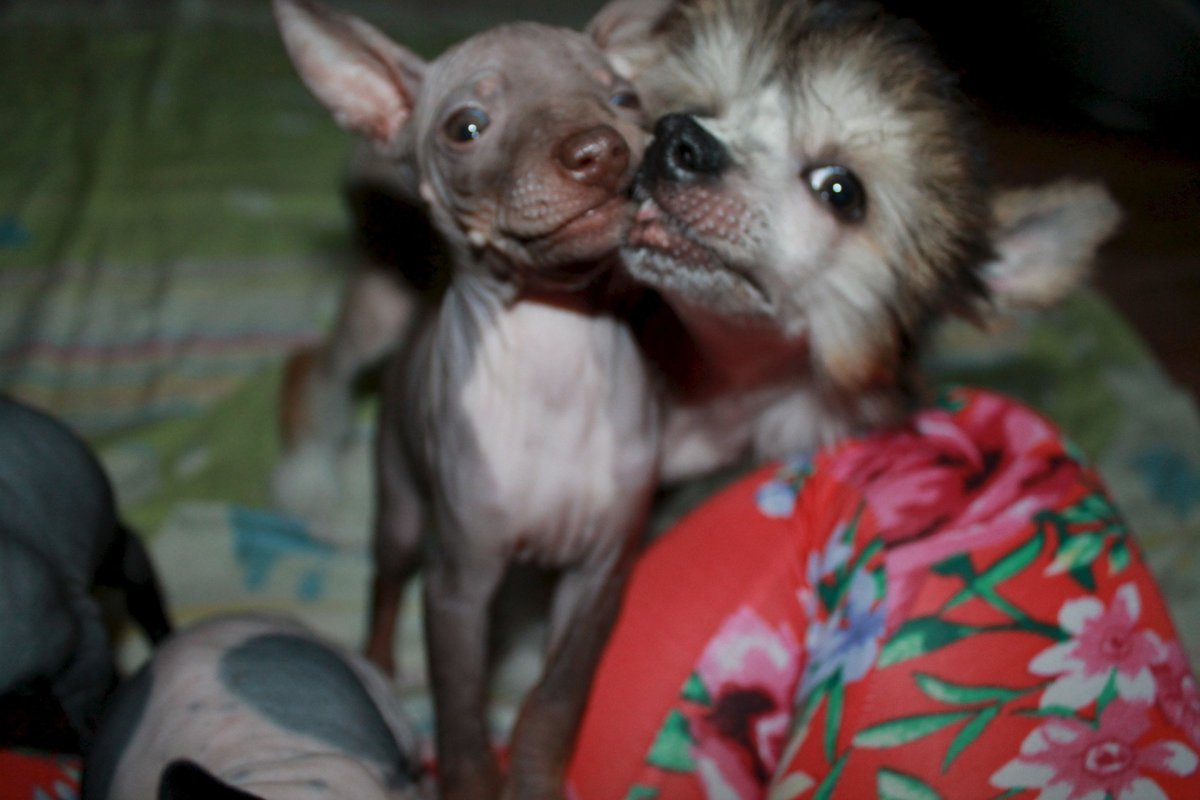 Подстричь китайскую хохлатую