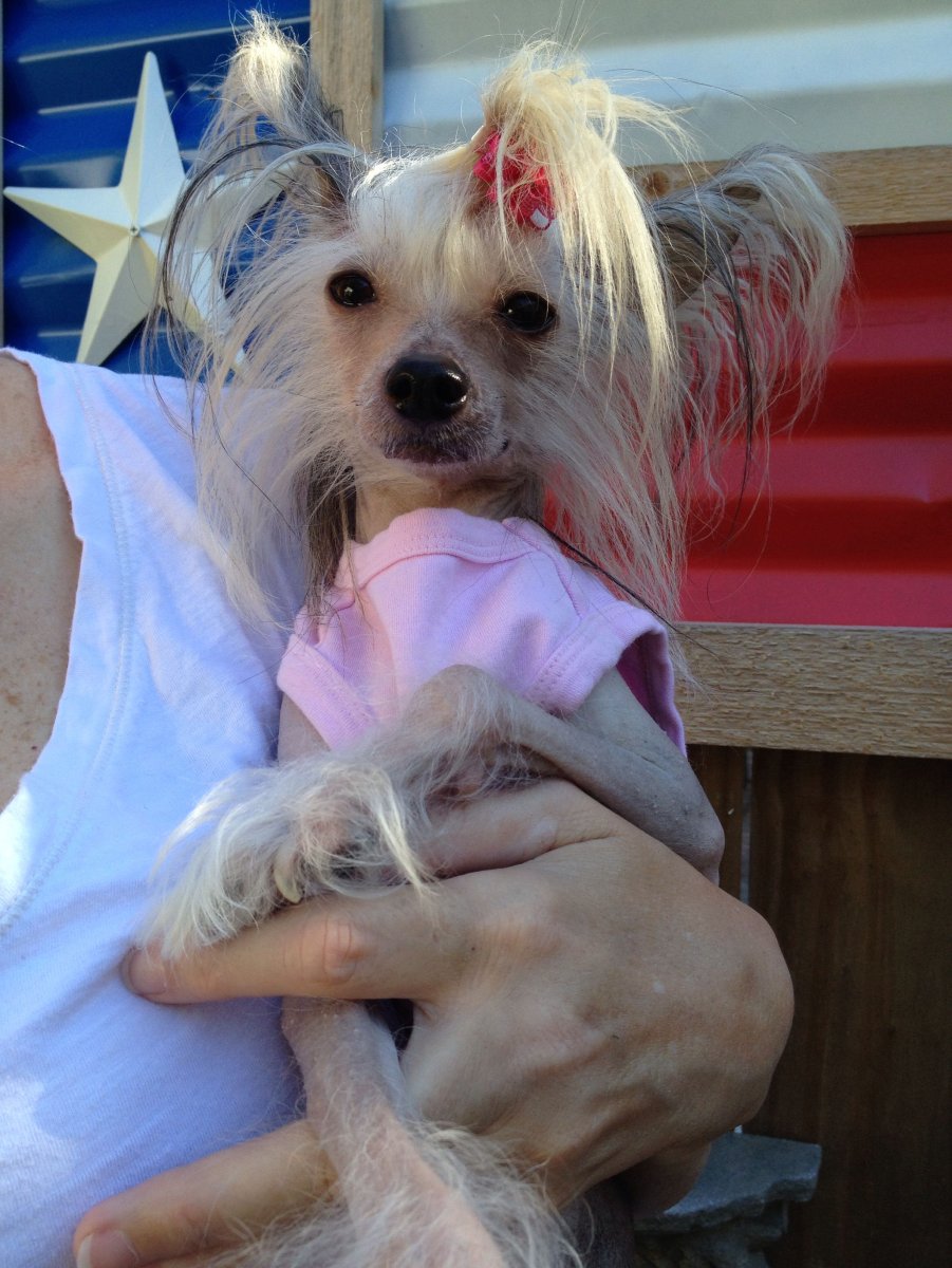 Китайская хохлатая и Йоркширский терьер