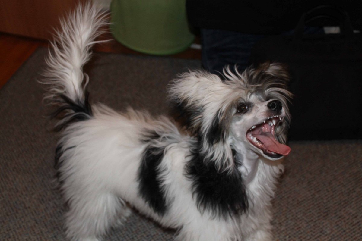 Метис китайской хохлатой и йорка