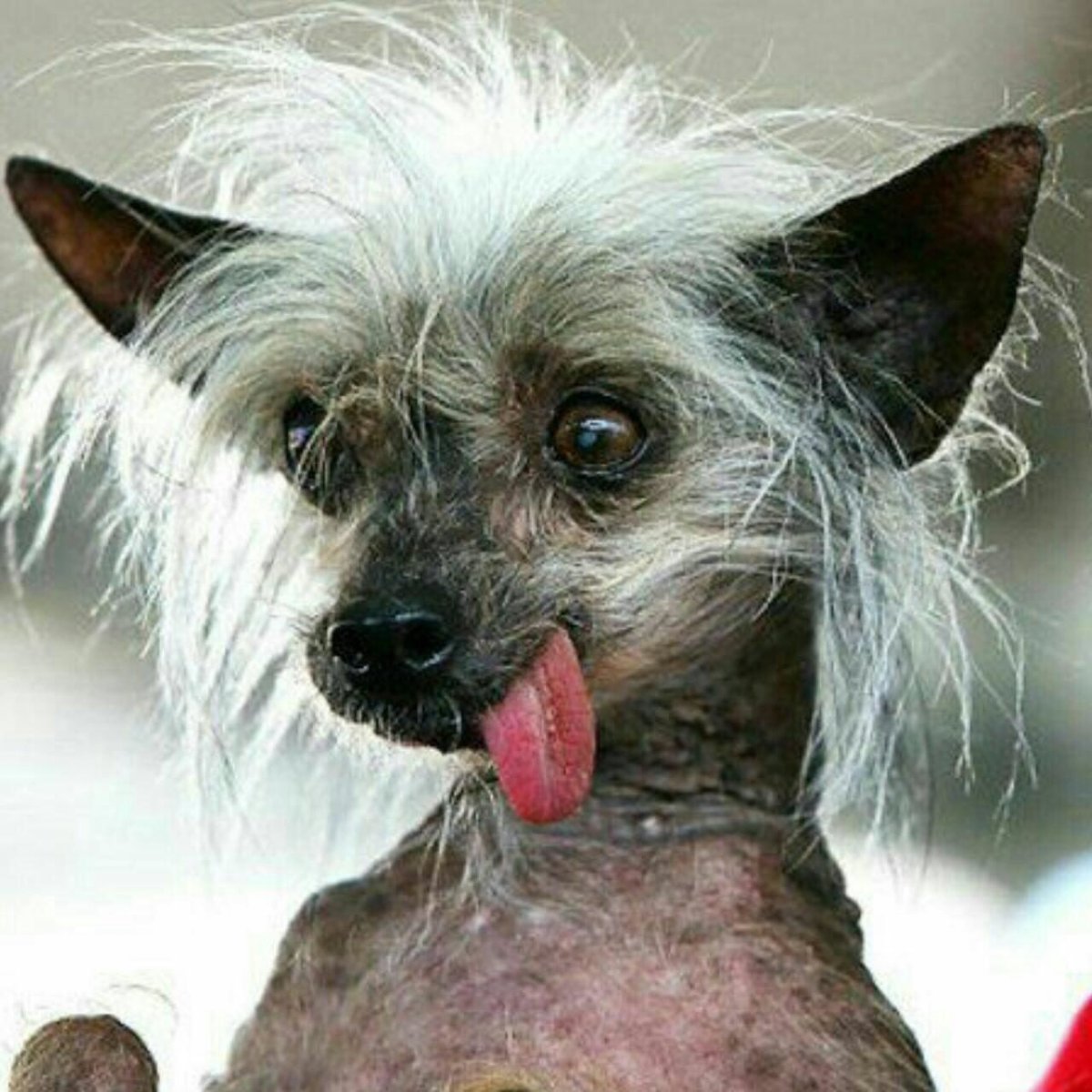 Чихуа китайская хохлатая