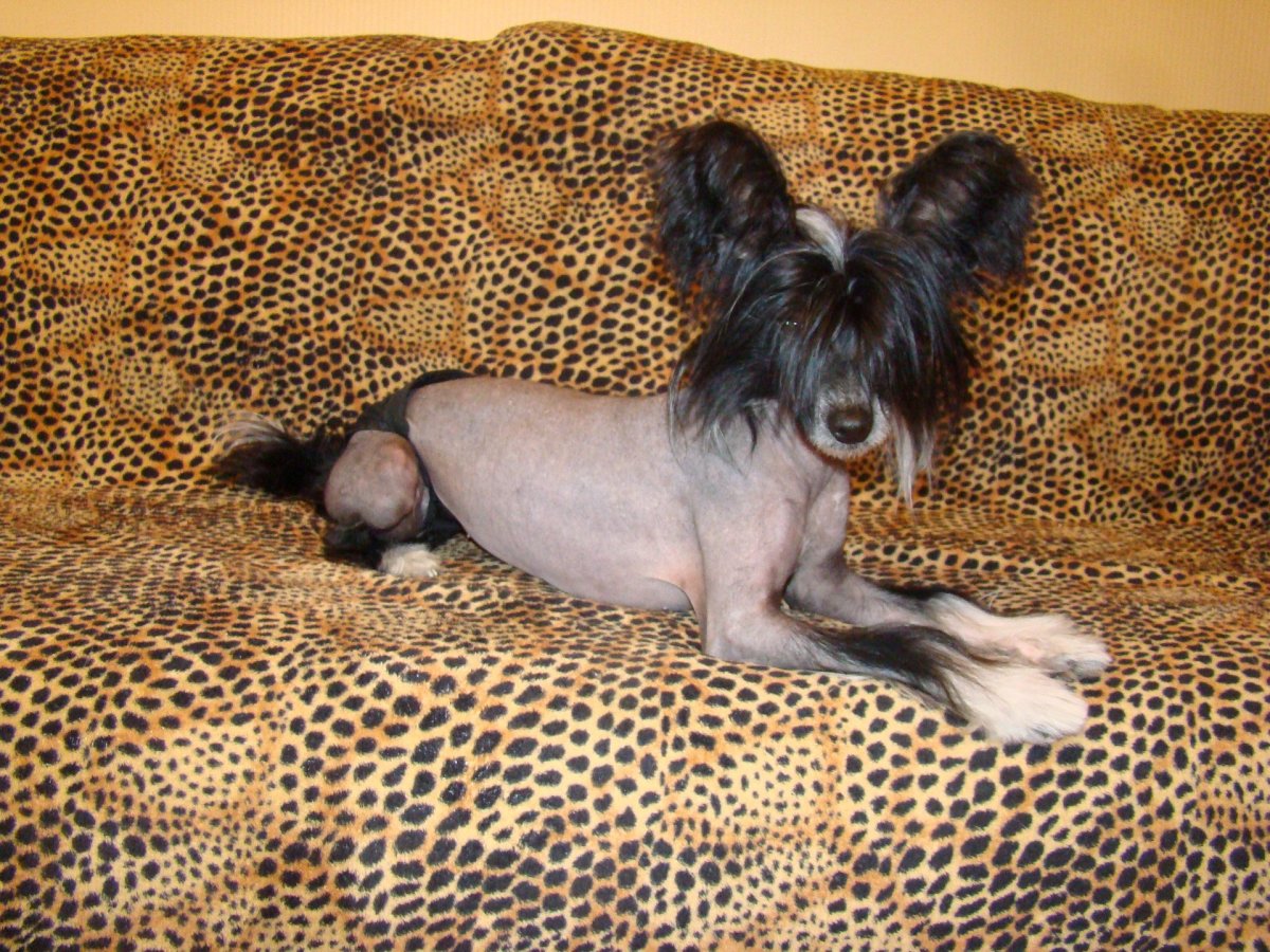 Метис китайской хохлатой