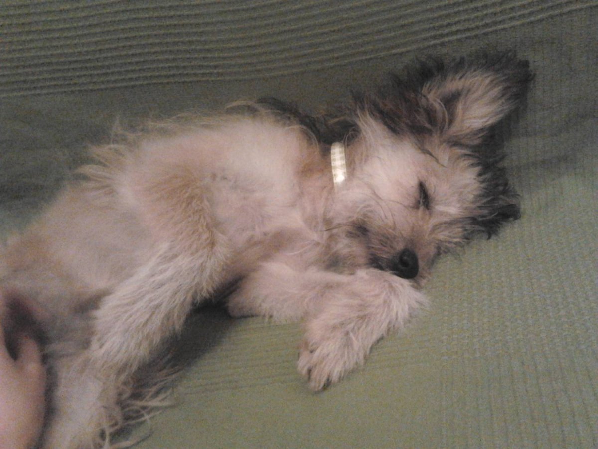 Метис Болонки и китайской хохлатой