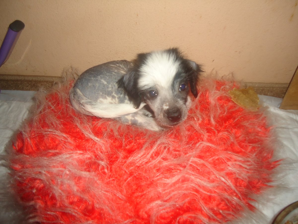 Смесь китайской хохлатой и чихуахуа