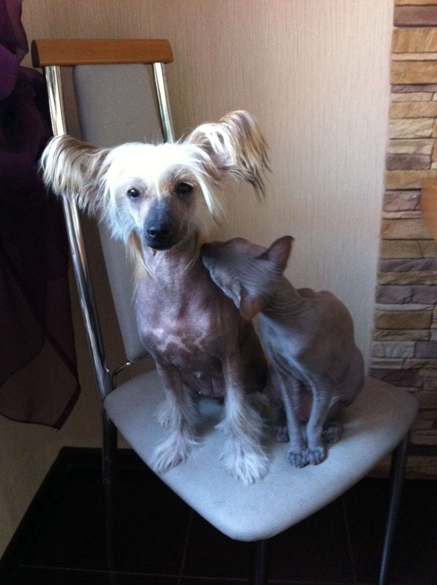 Метис чихуахуа и китайской хохлатой