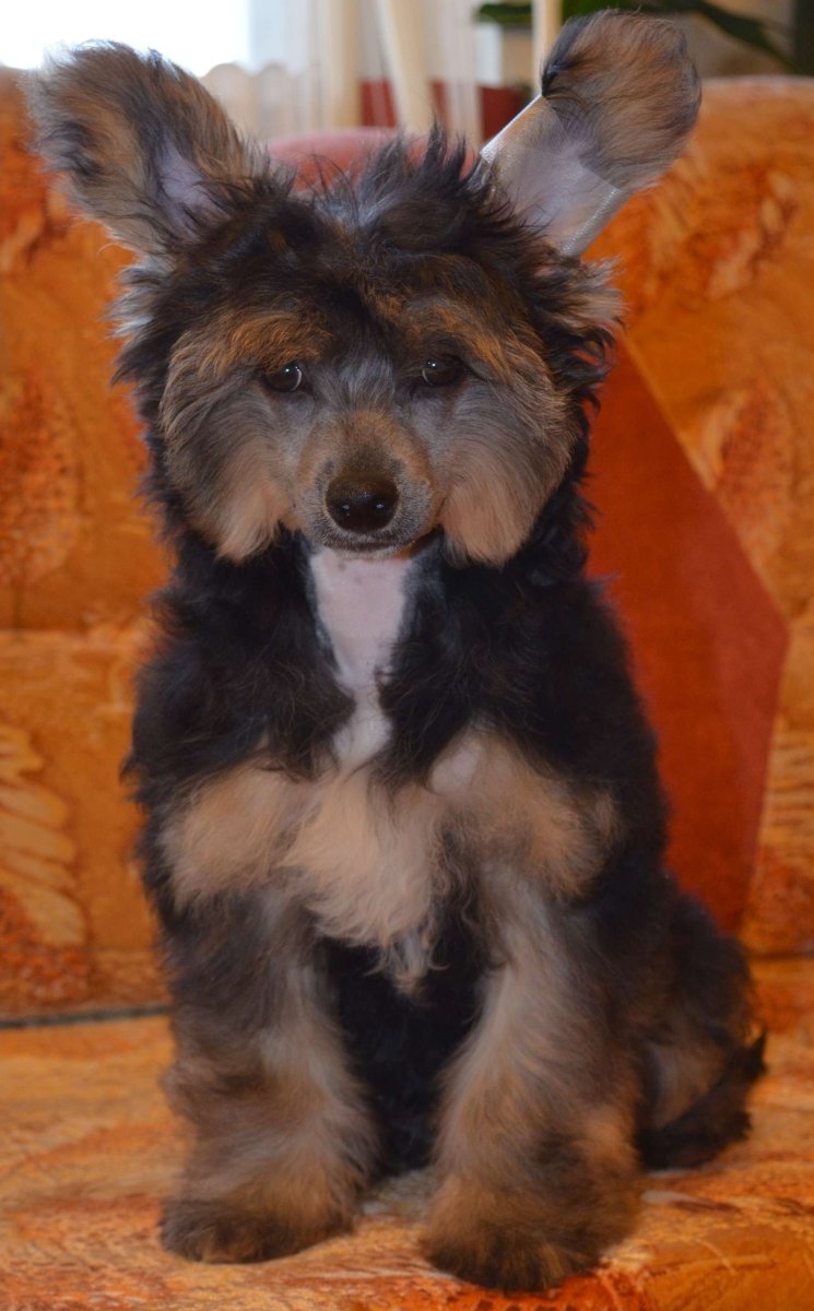 Помесь терьера