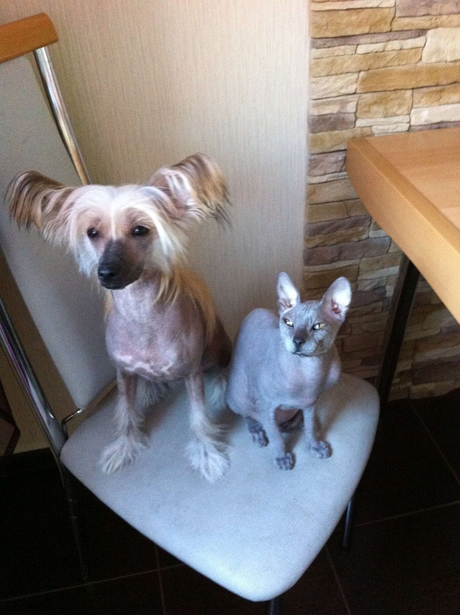 Метис китайской хохлатой и той терьера