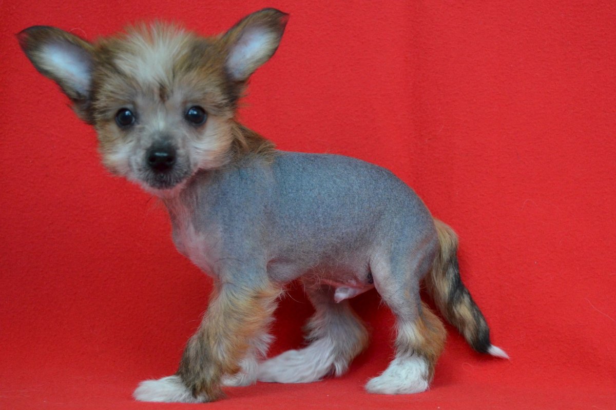 Китайская хохлатая и Йоркширский терьер