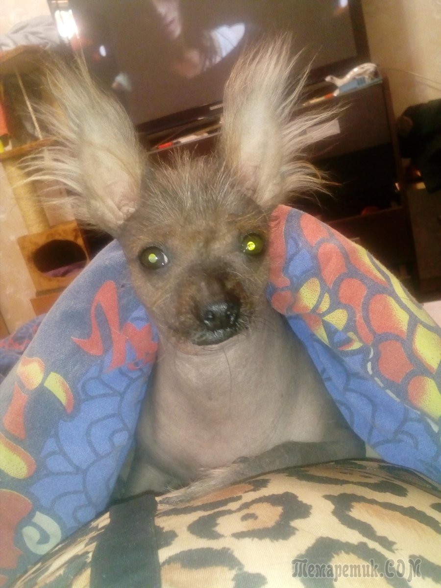 Китайская хохлатая чихуахуа Элвуд