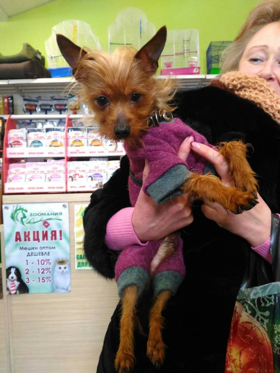 Метис китайской хохлатой и Йорка