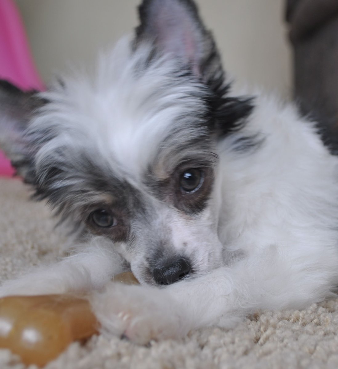 Китайская хохлатая паудер Пафф