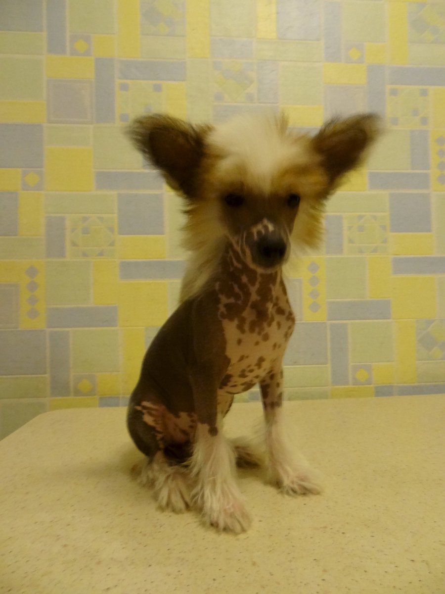 Смесь МОПСА И китайской хохлатой