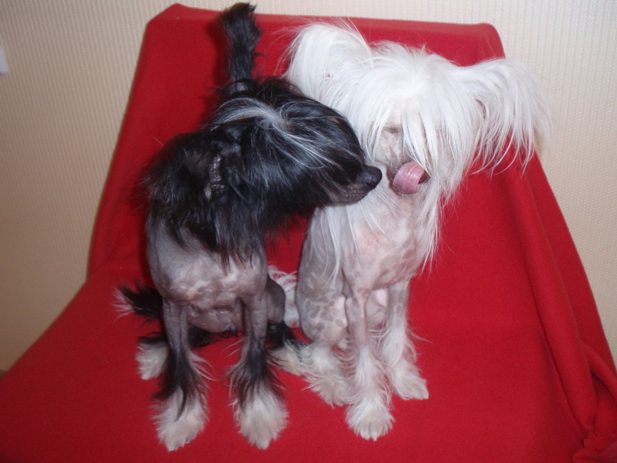 Китайская хохлатая и Йоркширский терьер