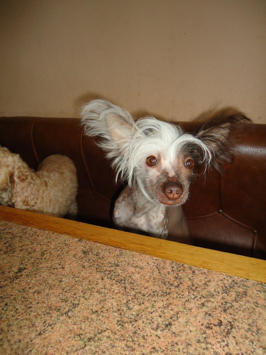 Чихуахуа пудель микс