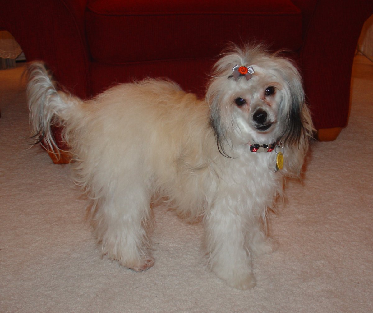 Месячный щенок китайской хохлатой