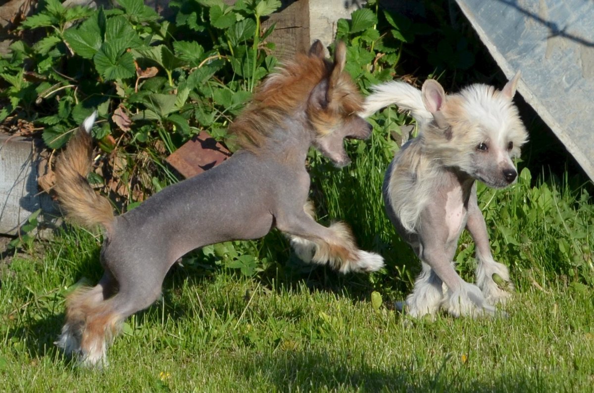 Чихуахуа китайская хохлатая