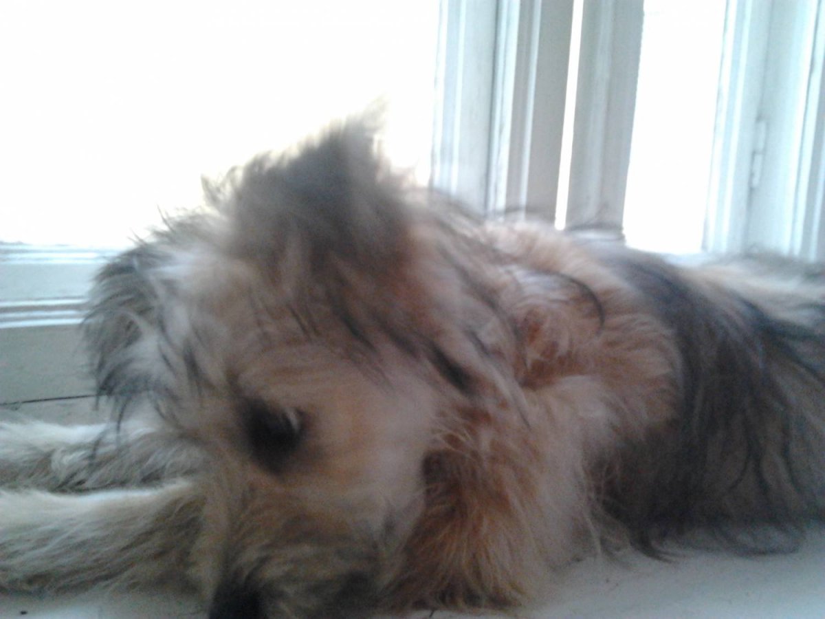 Метис китайской хохлатой пуховой и Йорка