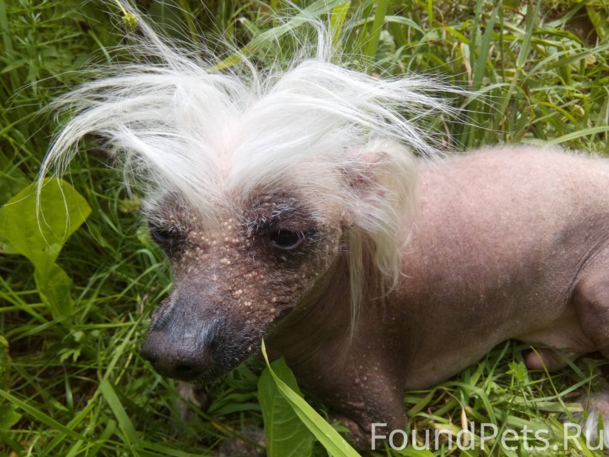 Метис китайской хохлатой