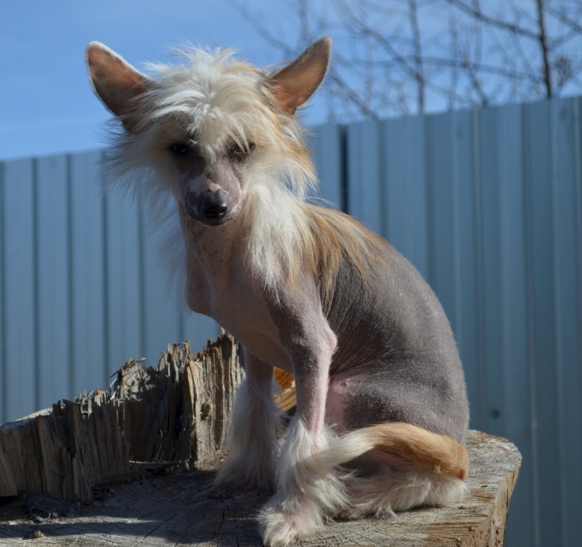 Метис чихуахуа и китайской хохлатой