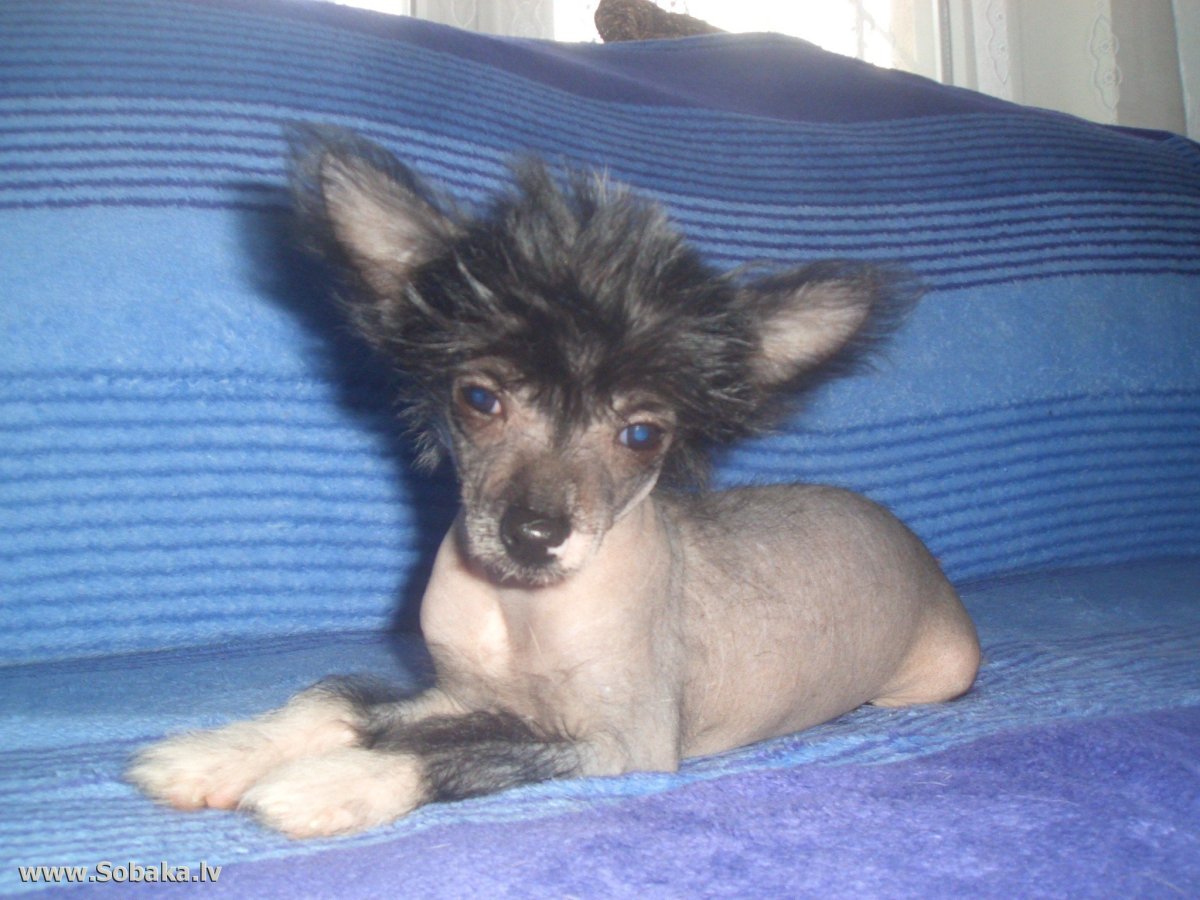 Мопс и китайская хохлатая