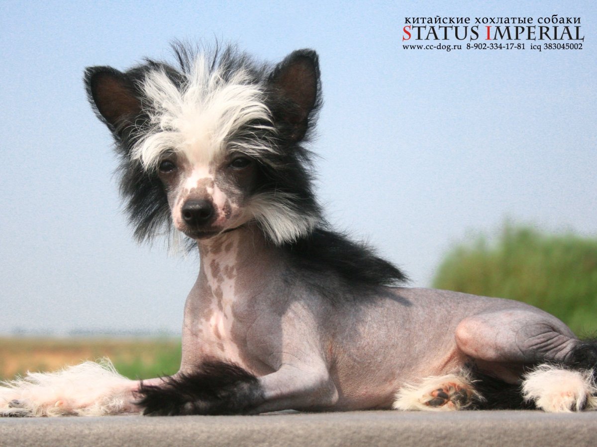 Китайская хохлатая