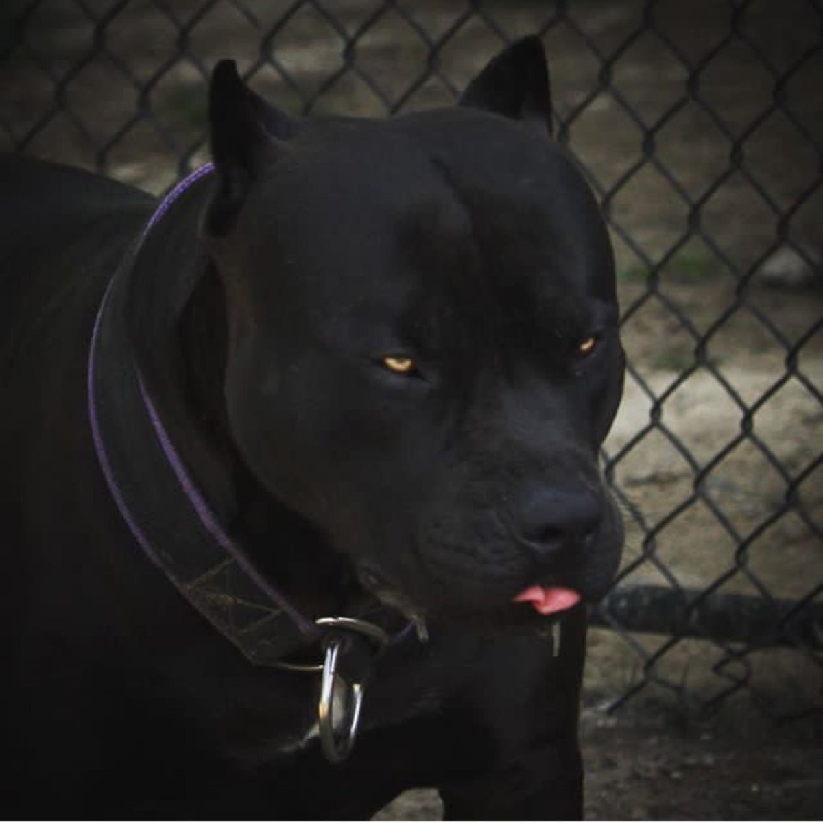 Питбуль черный бриллиант