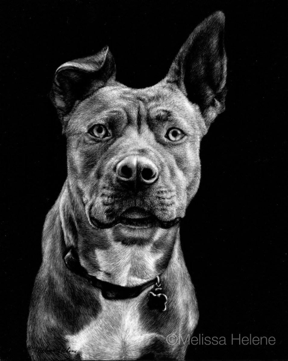 Питбуль на черном фоне