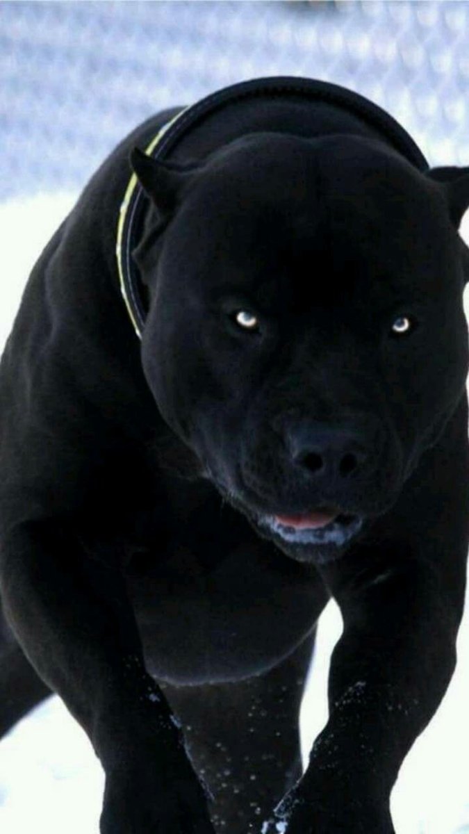 Питбуль черный бриллиант