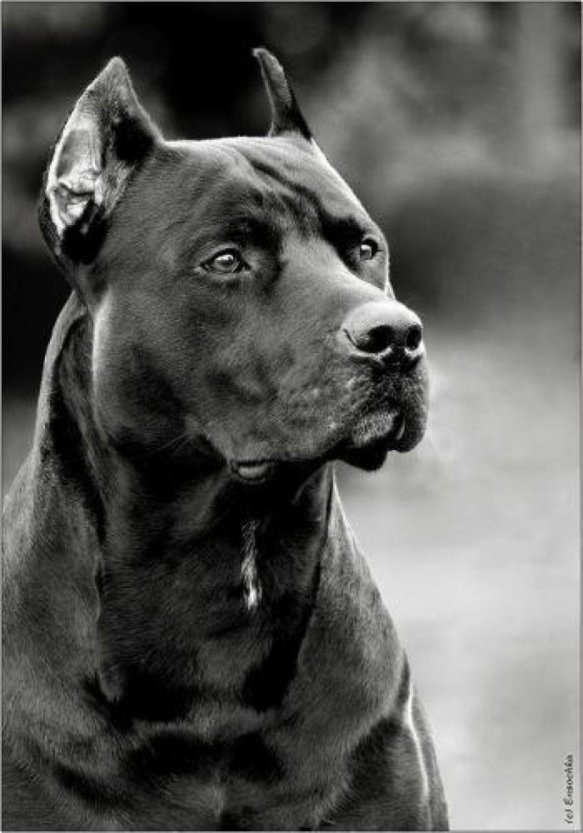 Питбуль Блэк Кинг