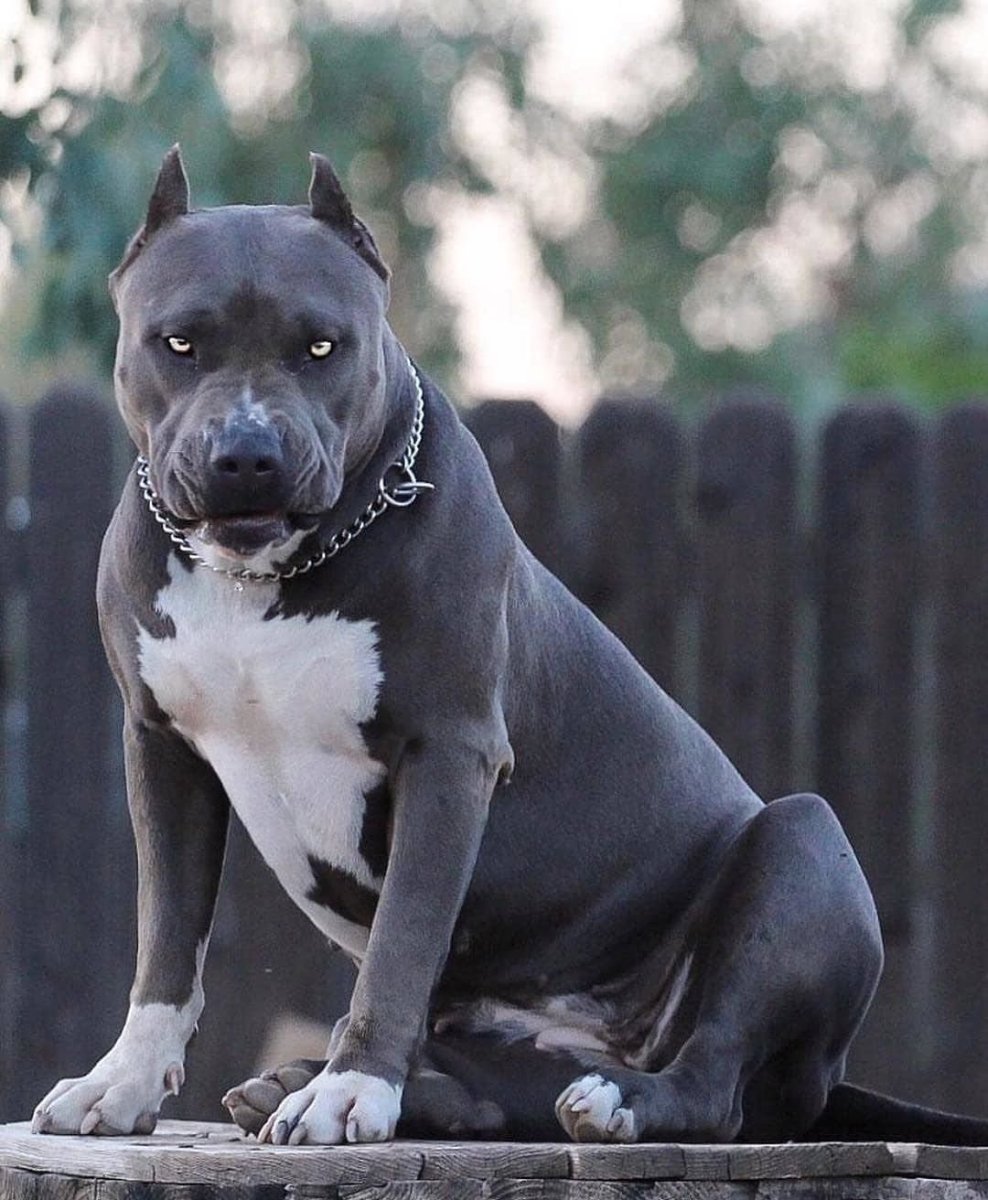 Американский питбультерьер Яковлев