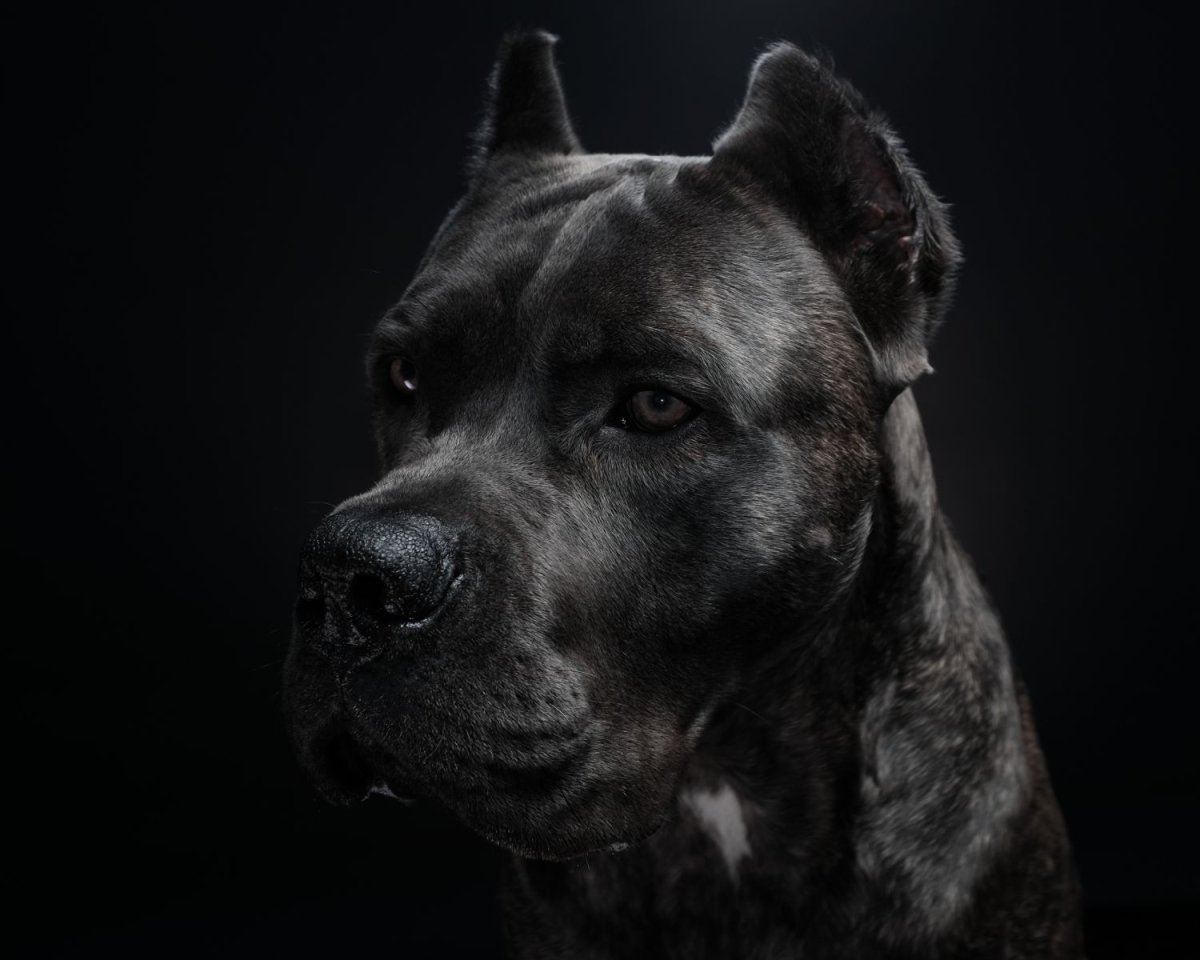 Питбуль черный бриллиант