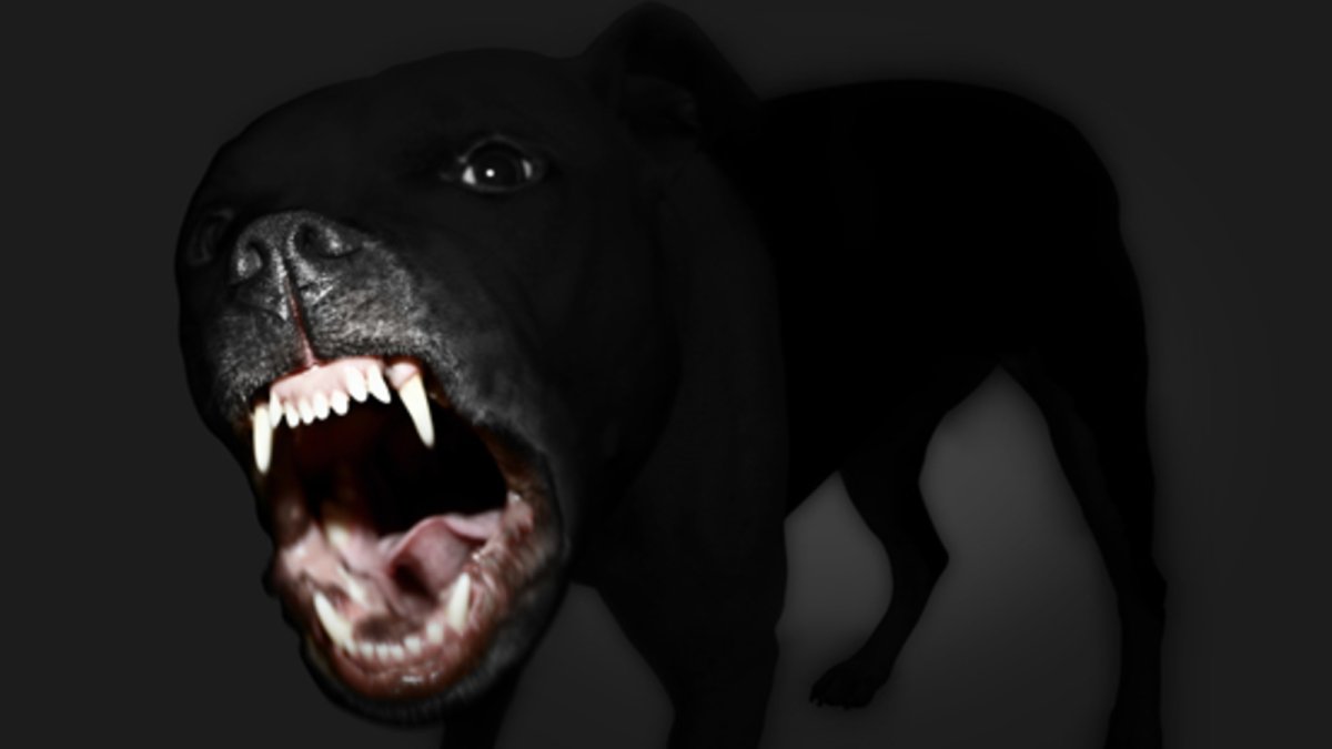 Чёрный питбуль с голубыми глазами