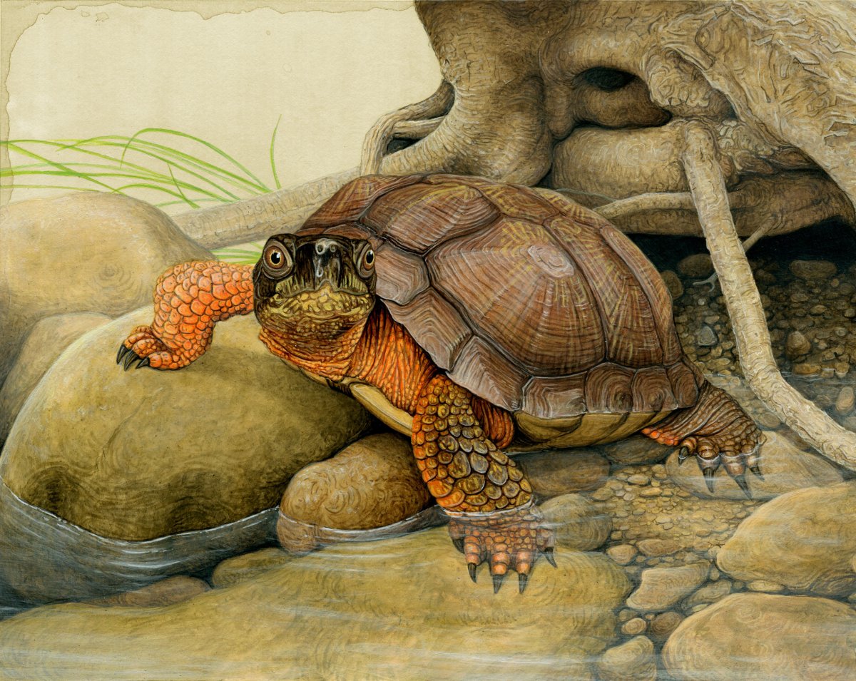 Древесная черепаха