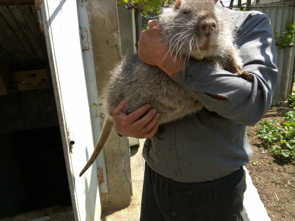 Девушка с домашней крысой