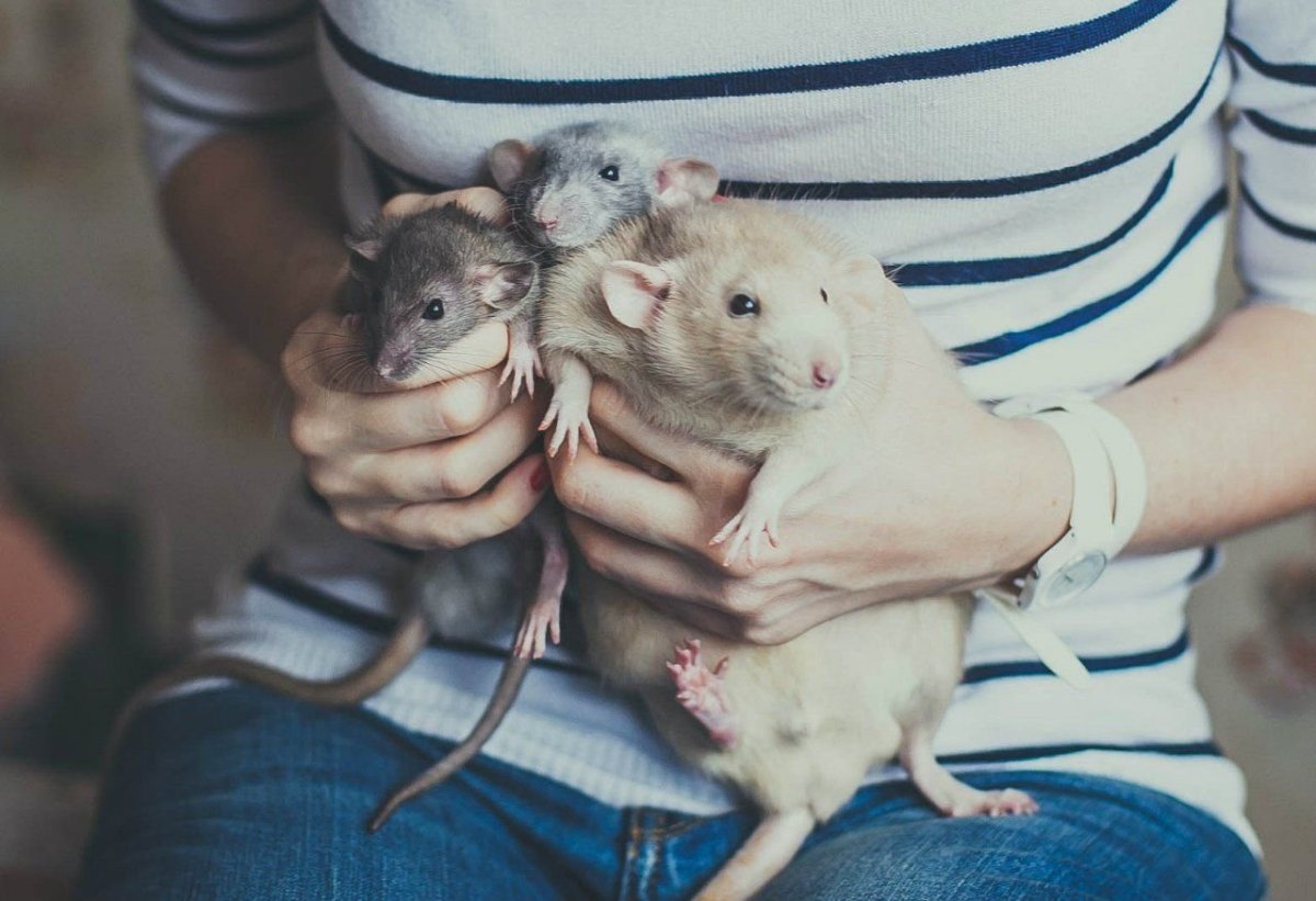 Нутрия крыса нутрия