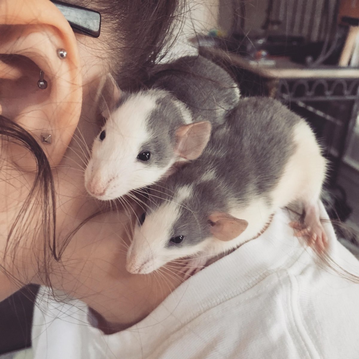 Милые домашние крыски