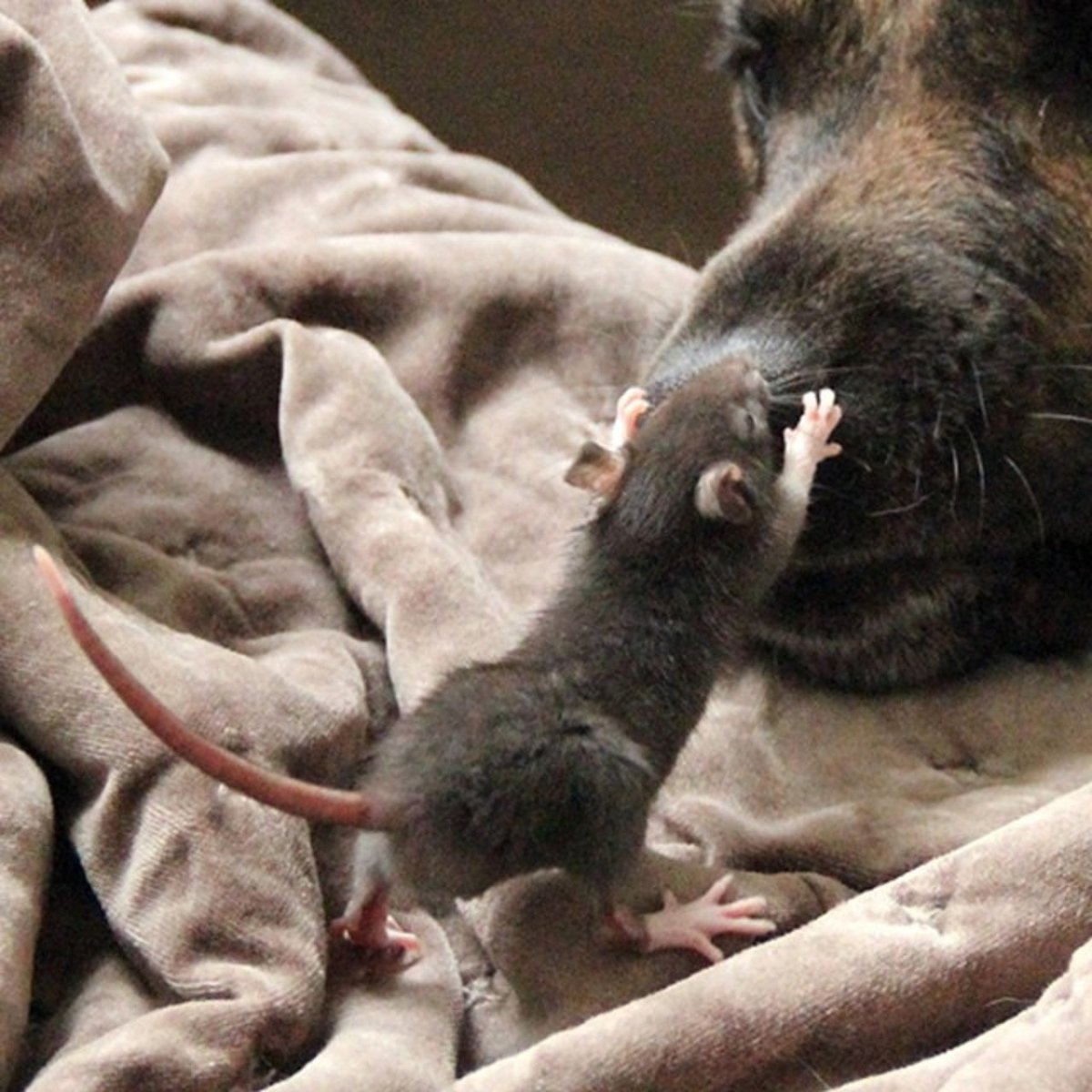 Собака крыса