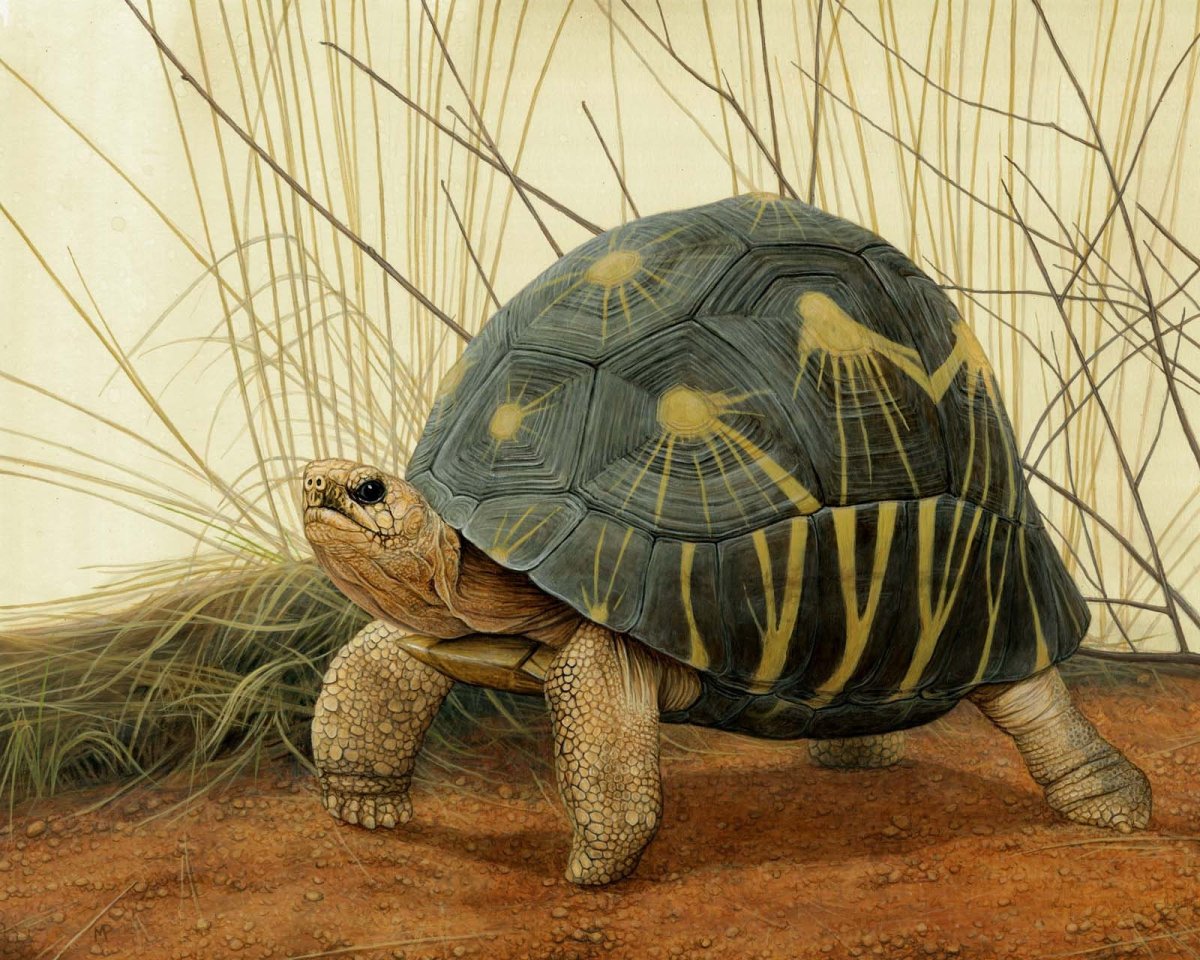 Камиль сен-Санс черепахи