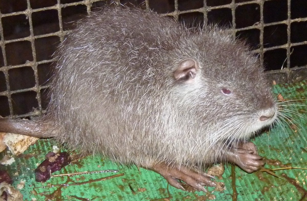 Крыса Босави