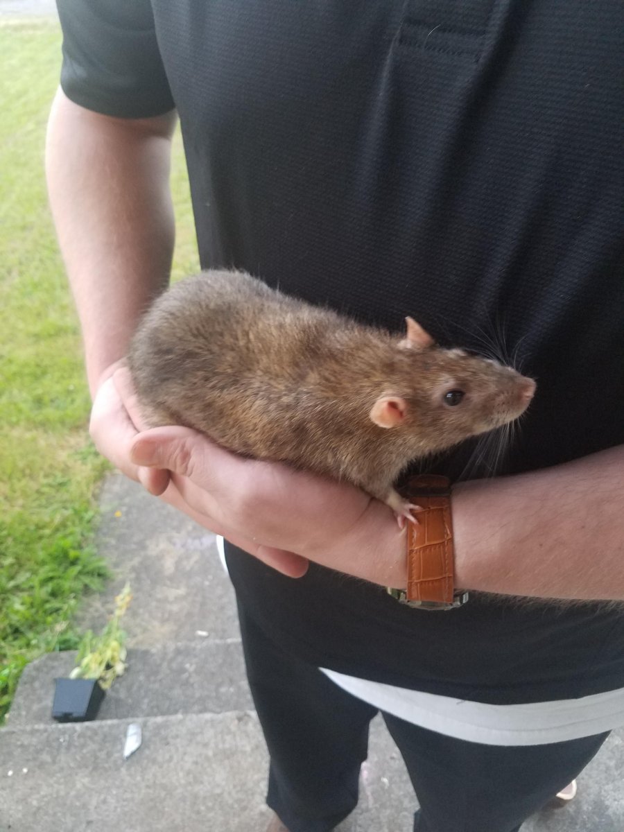 Африканская Болотная крыса